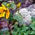 Helianthus occidentalis ssp. occidentalis