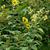 Helianthus resinosus