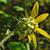Helianthus resinosus