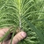 Narrow green leaves