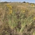 Several plants growing in a field