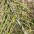 Narrow long green leaves on a brownish stem