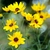 Yellow ray flowers with brown center disc flowers