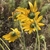 Back of the yellow flower showing bracts