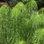 Form with tall stems and drooping willow-like leaves