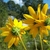 Back of flower