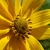Flower detail
