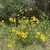 Form in native habitat