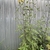 tall plant with yellow daisy flowers.
