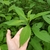 Hand cradling an ovate leaf