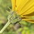 Phyllaries of yellow daisy flower.