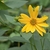 Yellow daisy flowers.