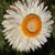 Xerochrysum bracteatum