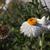 Xerochrysum bracteatum