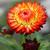 Helichrysum bracteatum