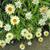 Helichrysum bracteatum