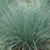 Helictotrichon sempervirens