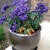 Ceramic planter with purple Heliotrope and red begonia