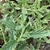 Green leaves with hairs