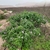 Growing in its native Peru habitat