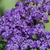 clusters of purple flowers.