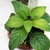 Potted plant with alternate leaves.