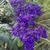 clusters of purple flowers.