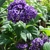 Purole flower clusters and green leaves