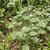 Form of plant in bloom with white flowers