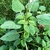 Green leaves