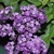 Purple flower clusters