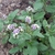 Form in bloom