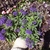 Plant with purple flowers
