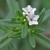 White tubular flowers on fuzzy leaves