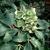 Helleborus argutifolius