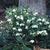 Helleborus niger