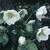 Helleborus niger