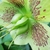 Close-up of the green carpels after the stamens have fallen.