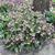 Mature Helleborus in Bloom