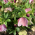 Leafy shoots bearing pendulous pink flowers near the ground