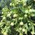 Helleborus foetidus