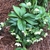 Plant with toothed compound leaves and white flowers.