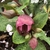 Leafy shoots bearing dark pink flowers.