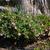 Helleborus orientalis