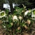 Flowers and leaves