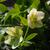 Helleborus orientalis