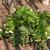 Helleborus orientalis