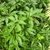Palmately divided leaves