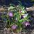 Helleborus x hybridus