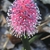 A dense spike of pink stamens and blue anthers.